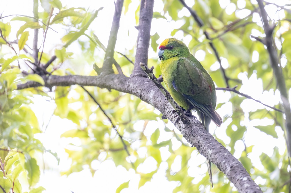 Yellow-crowned Parakeet - ML613507602