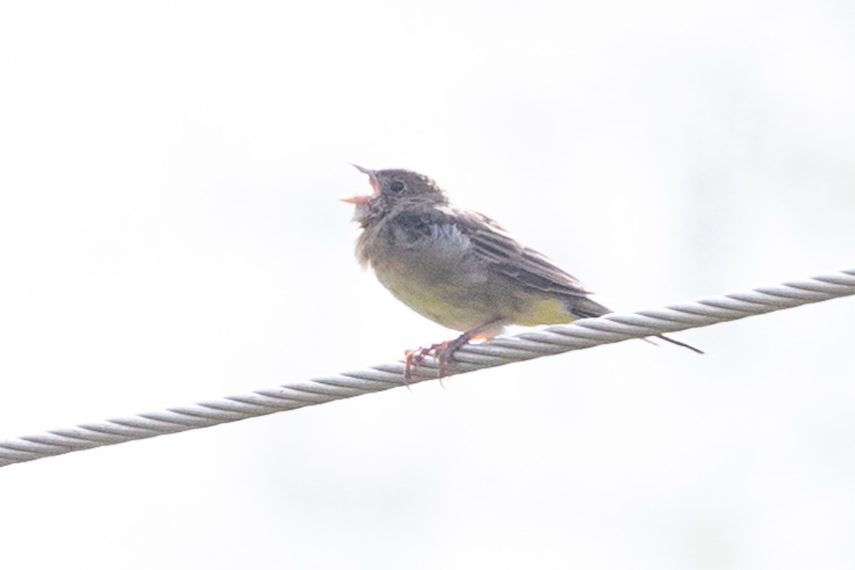 Emberiza sp. - ML613507667