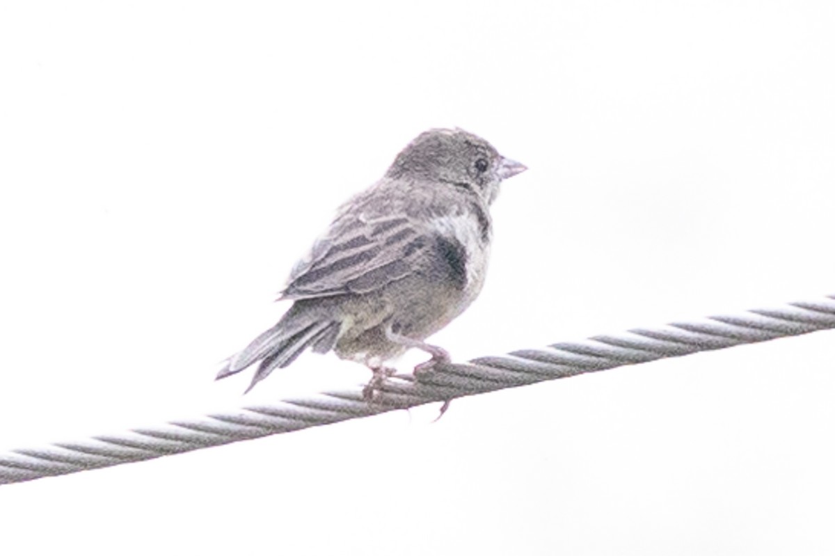 Emberiza sp. - ML613507668