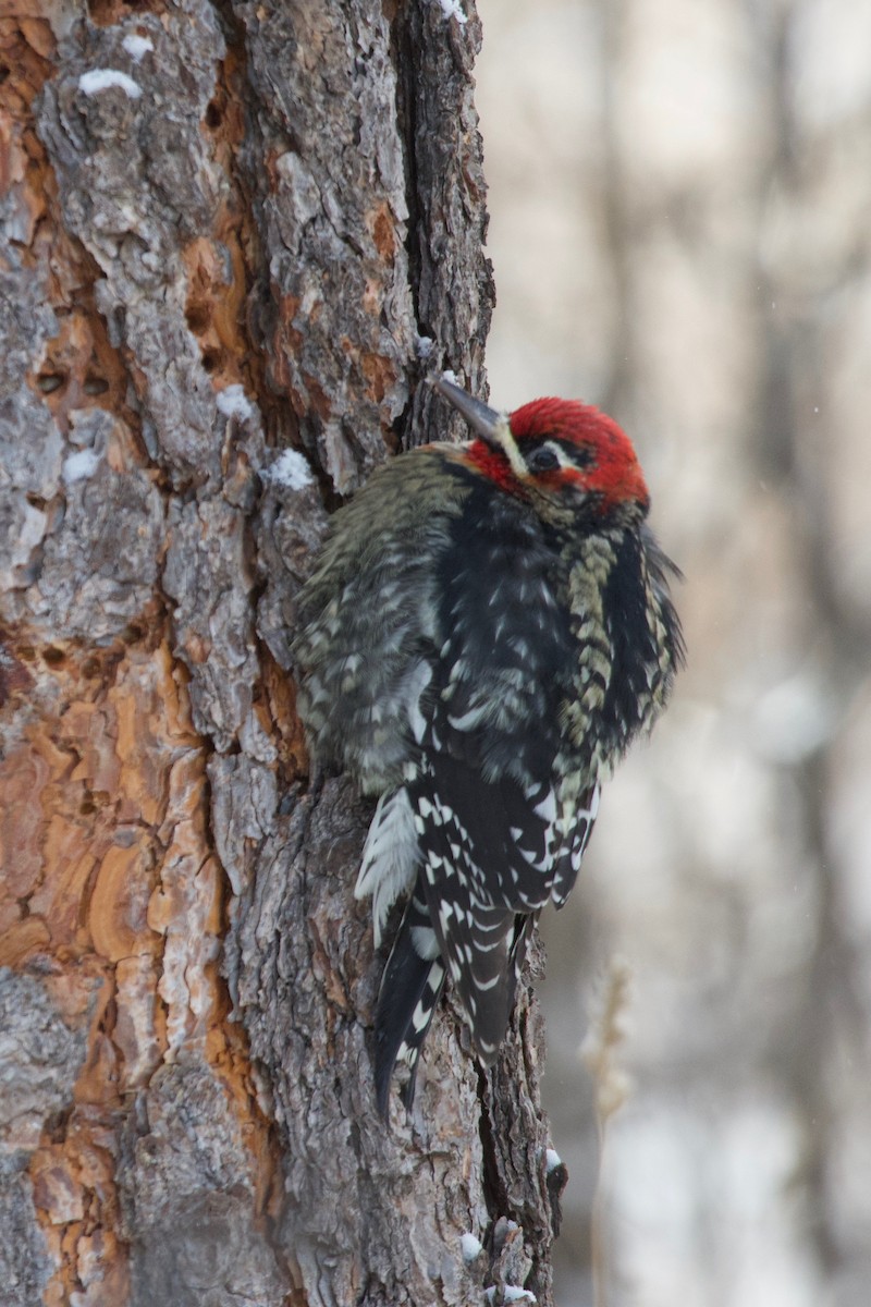 Red-naped x Red-breasted Sapsucker (hybrid) - ML613507697