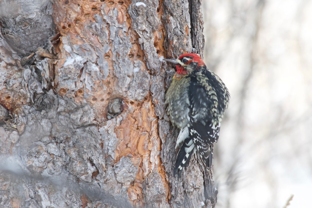 Red-naped x Red-breasted Sapsucker (hybrid) - ML613507702