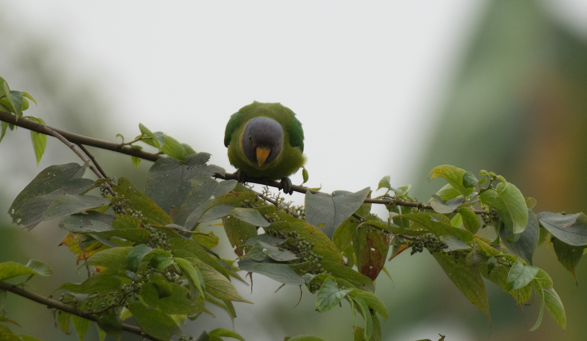 Plum-headed Parakeet - ML613507729