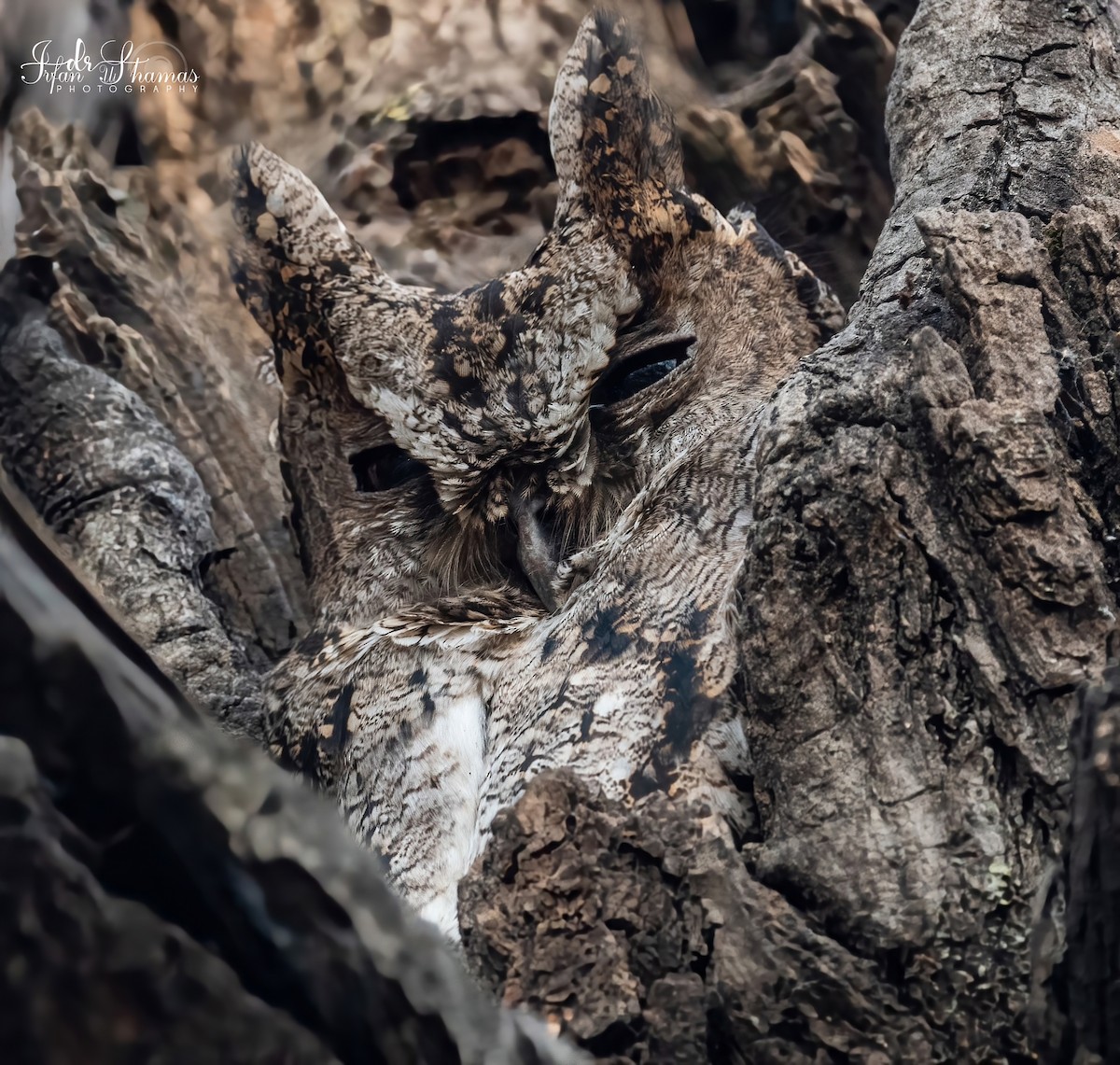 Collared Scops-Owl - Flying Osprey