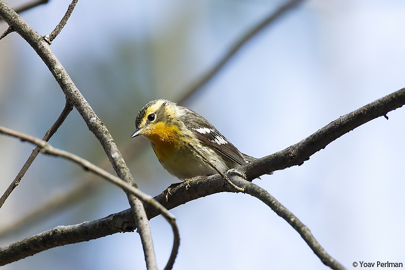 Blackburnian Warbler - ML613507785