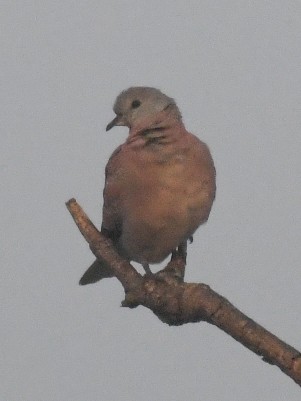 Red Collared-Dove - vinodh Kambalathara