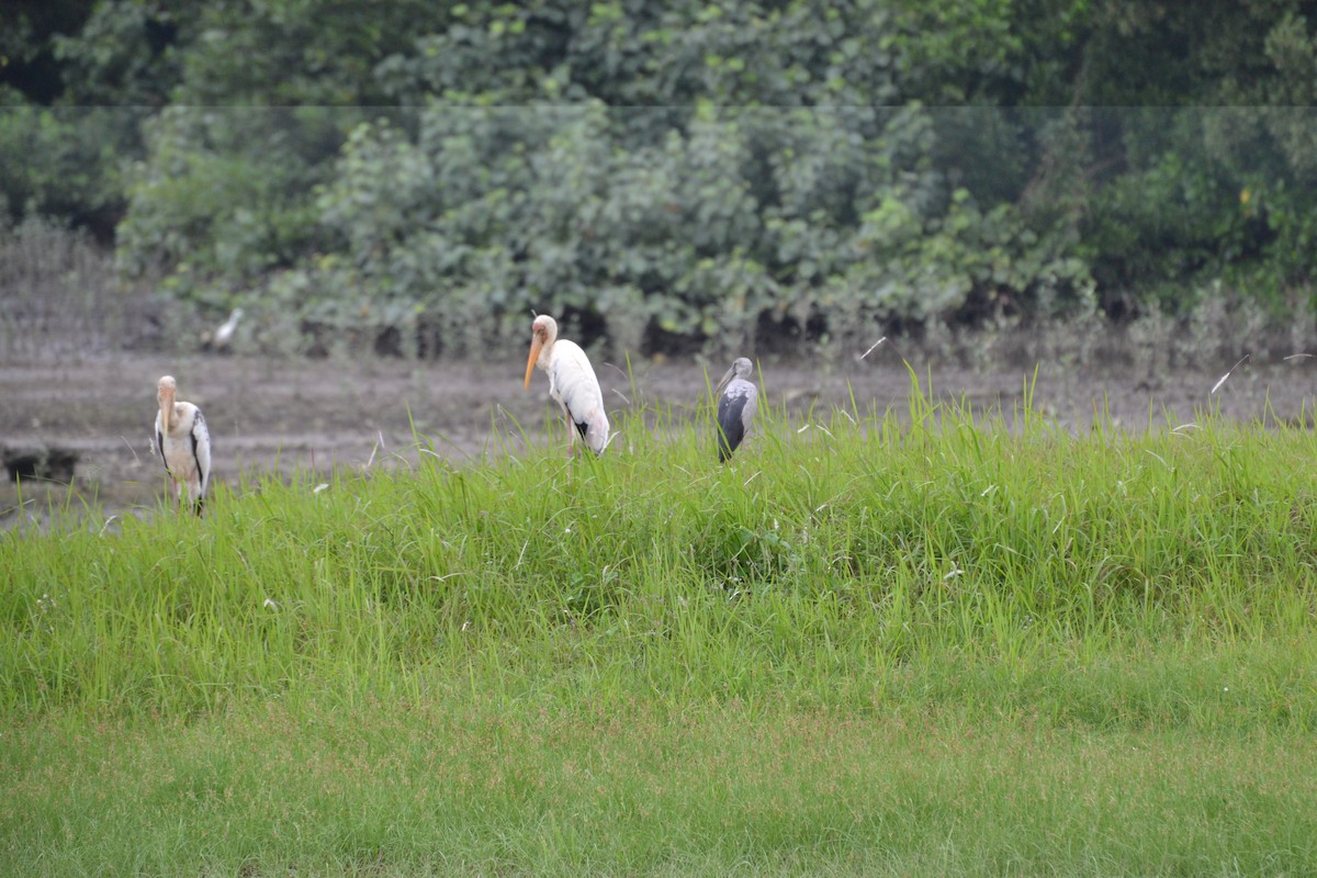 Asian Openbill - ML613507851