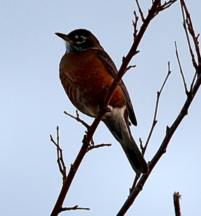 American Robin - Dean Silvers