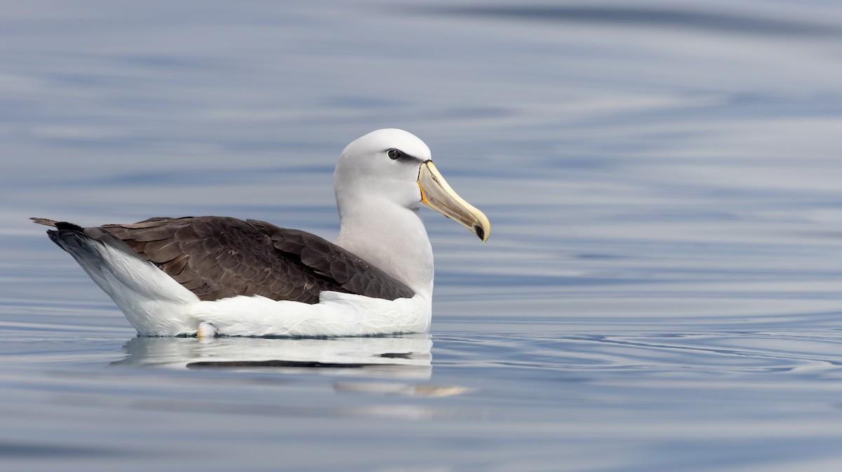 Salvin's Albatross - Ian Davies