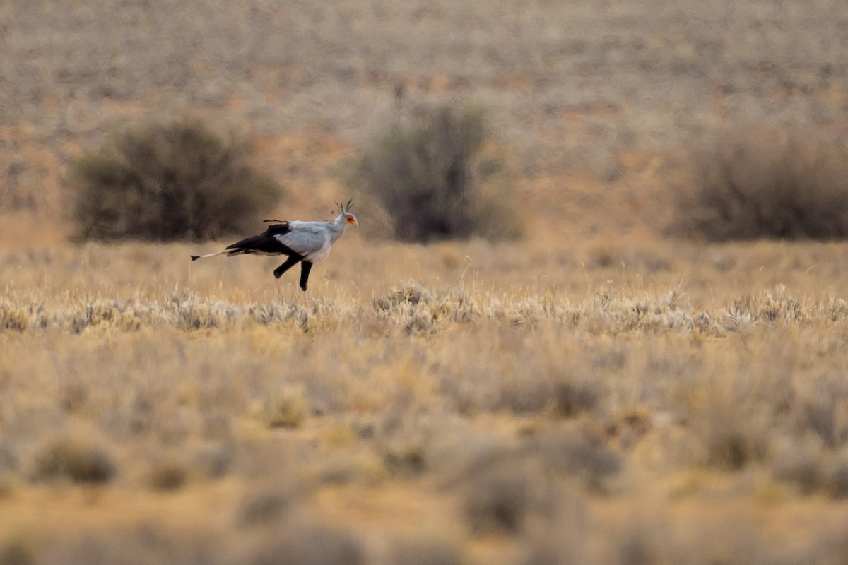 Secretarybird - ML613507909