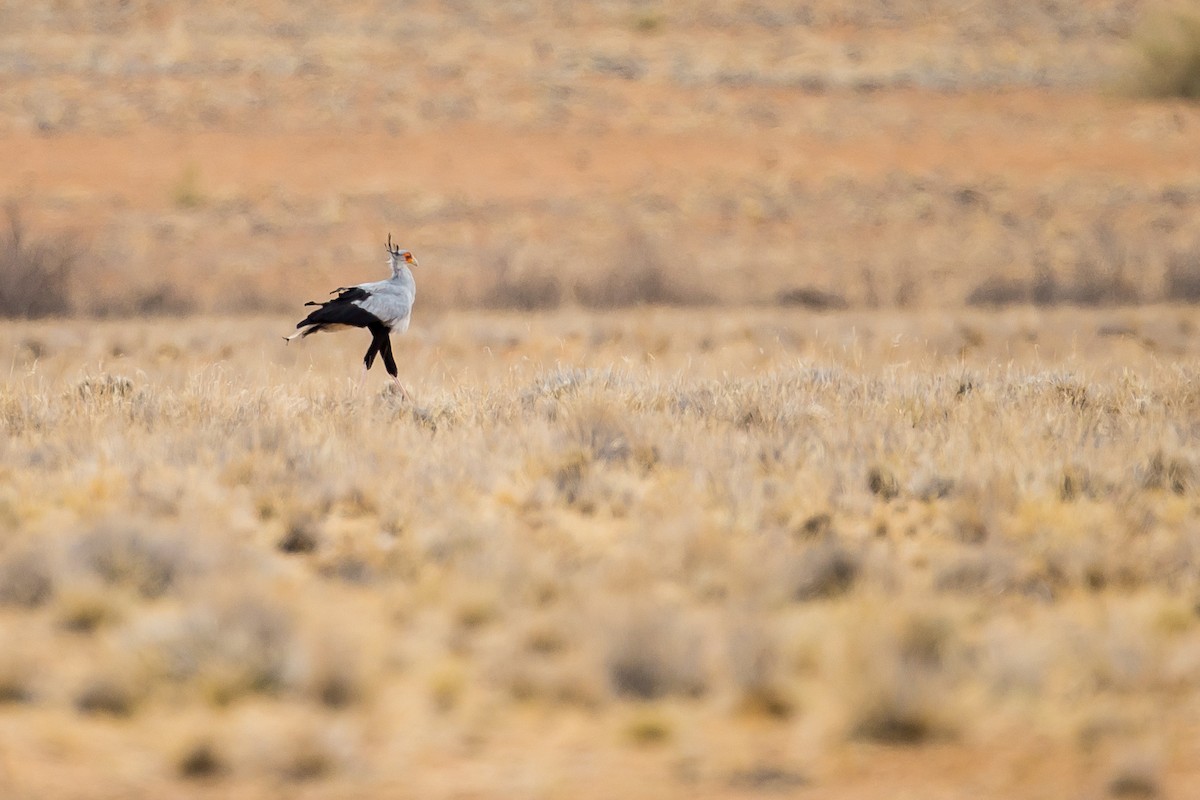 Secretarybird - ML613507910