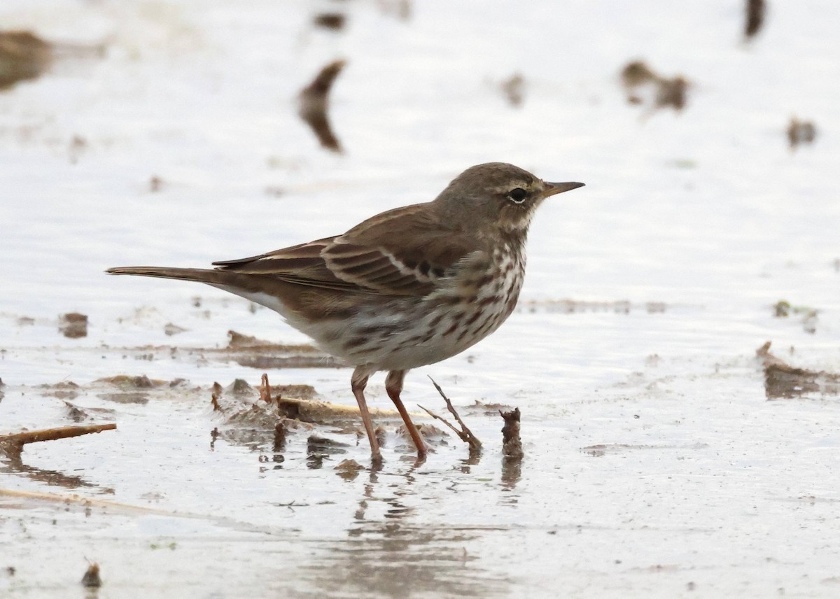 Water Pipit - Jesus Carrion Piquer