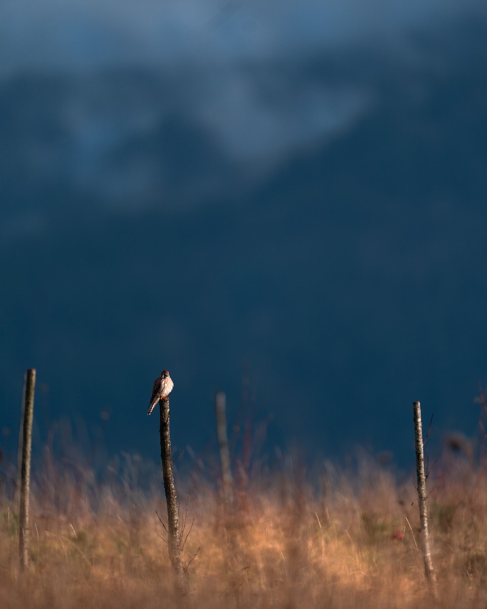 American Kestrel - ML613507981