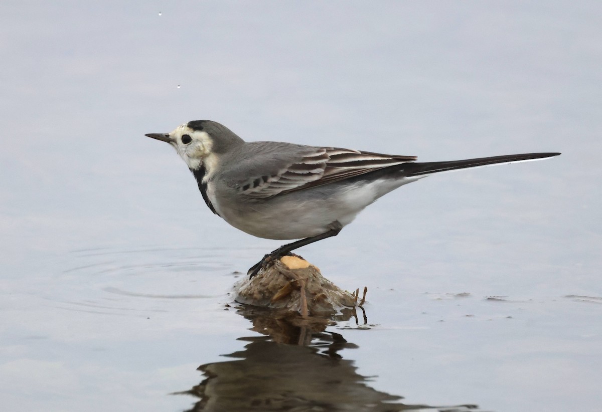 White Wagtail - Jesus Carrion Piquer