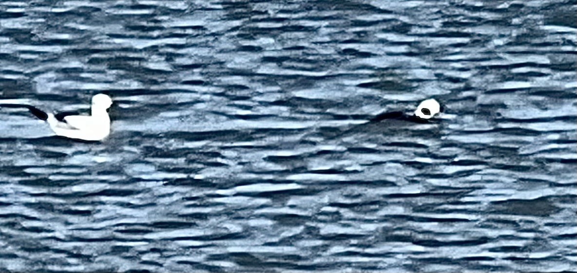 Long-tailed Duck - ML613508045