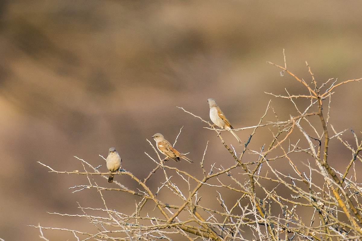 Southern Gray-headed Sparrow - ML613508046