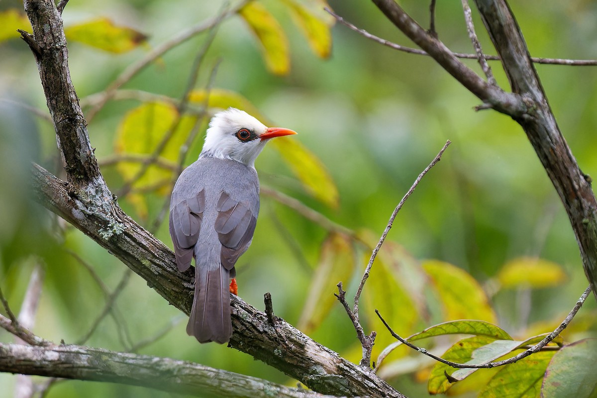 White-headed Bulbul - ML613508047