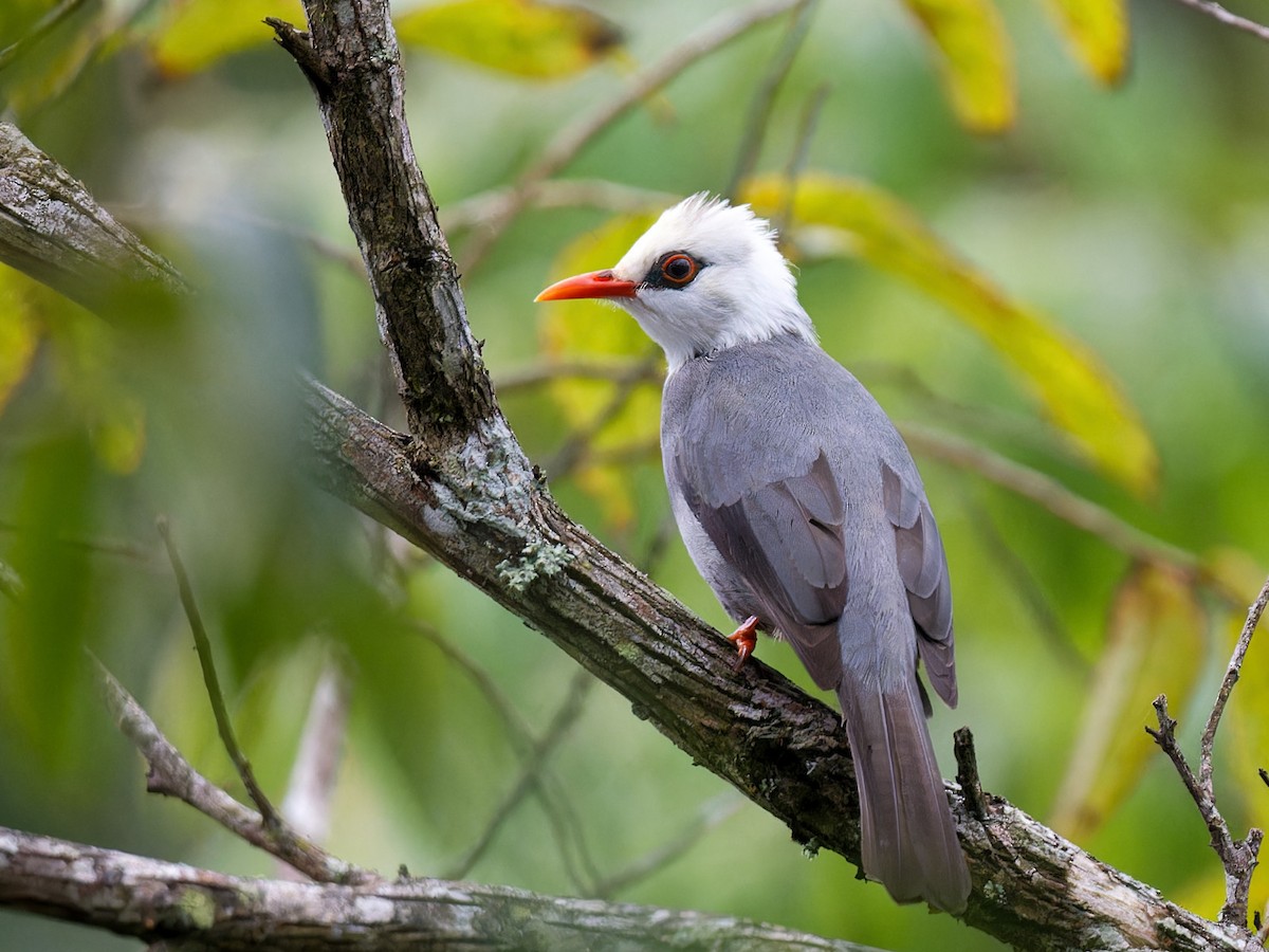 Bulbul à tête blanche - ML613508049