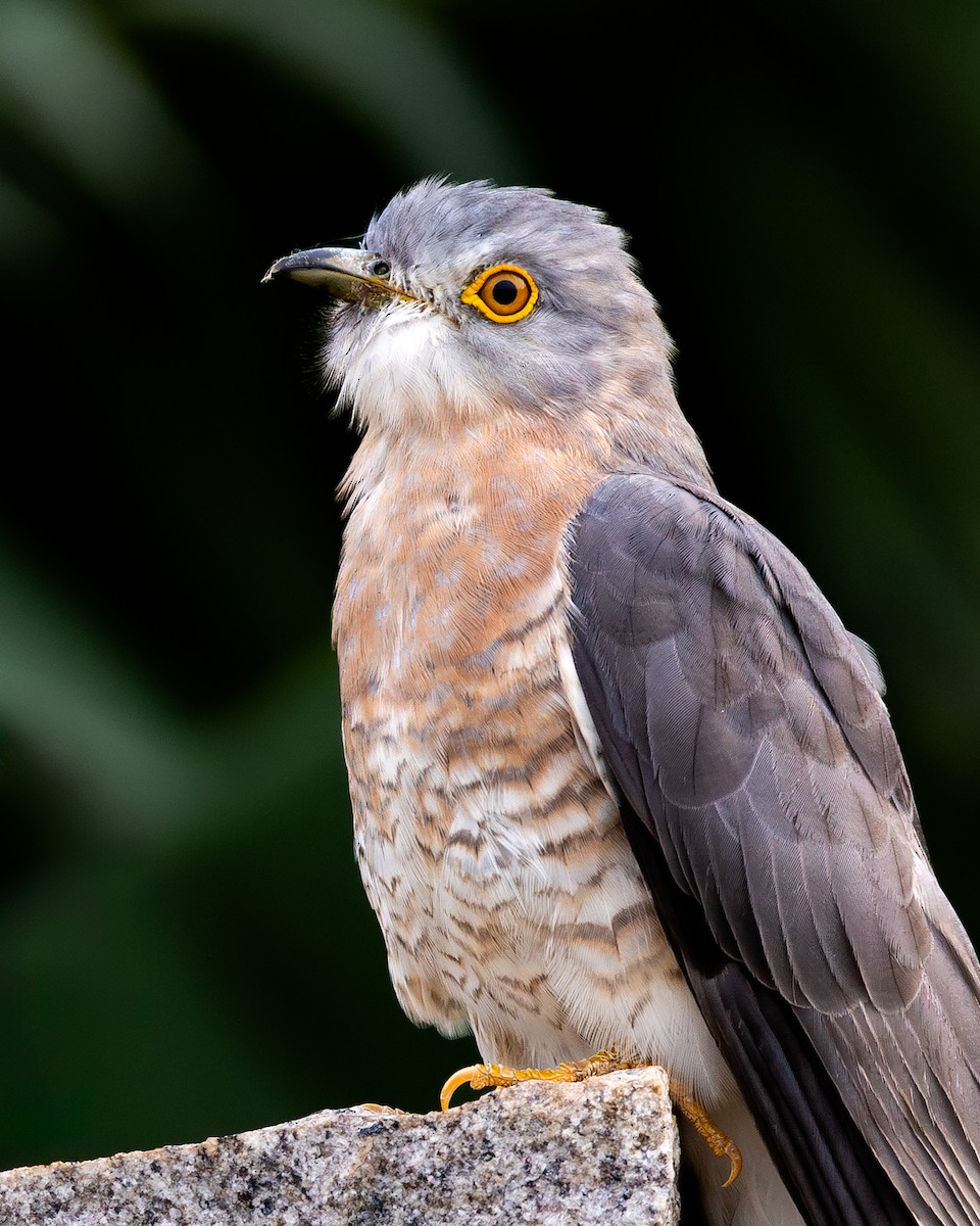 Common Hawk-Cuckoo - Honza Grünwald