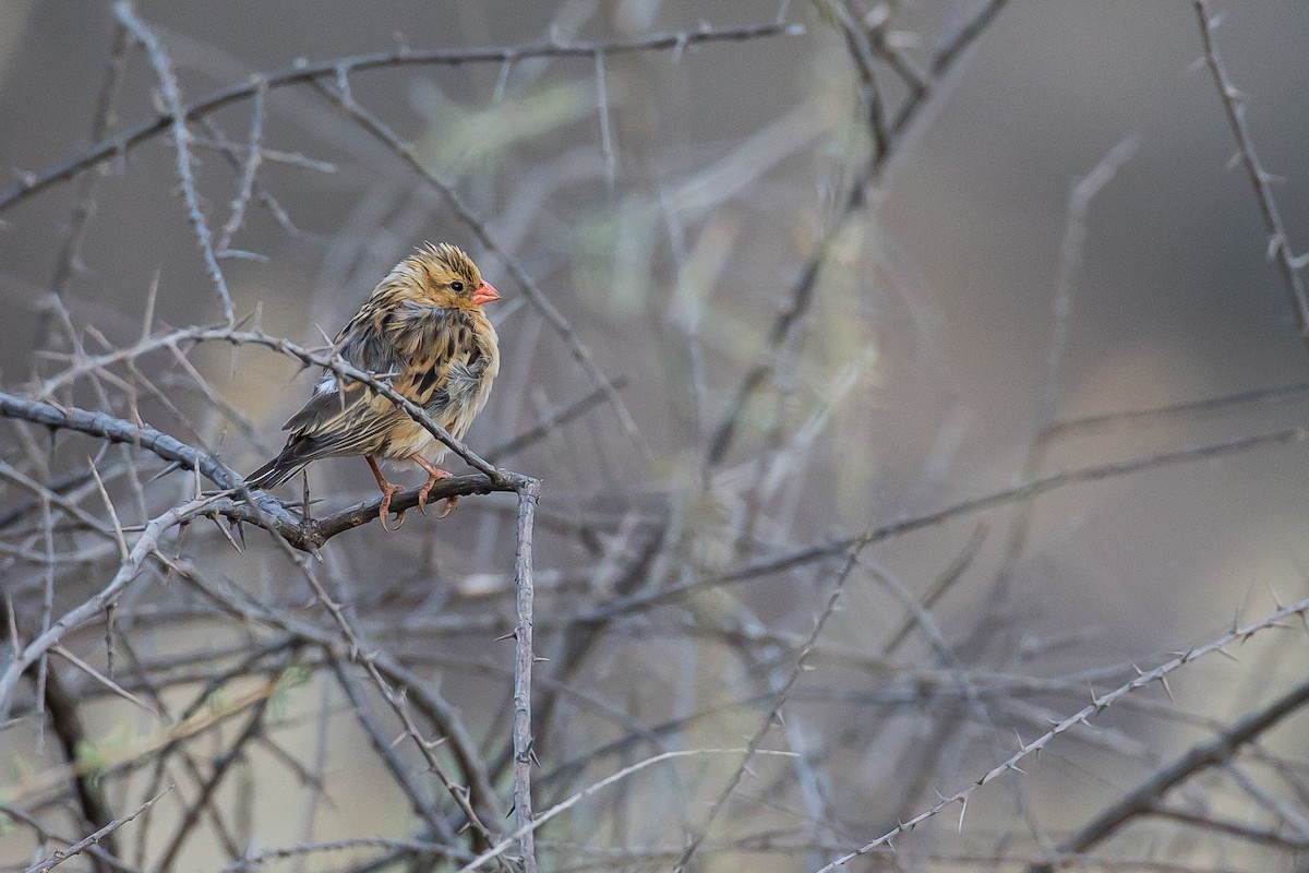 Shaft-tailed Whydah - ML613508060