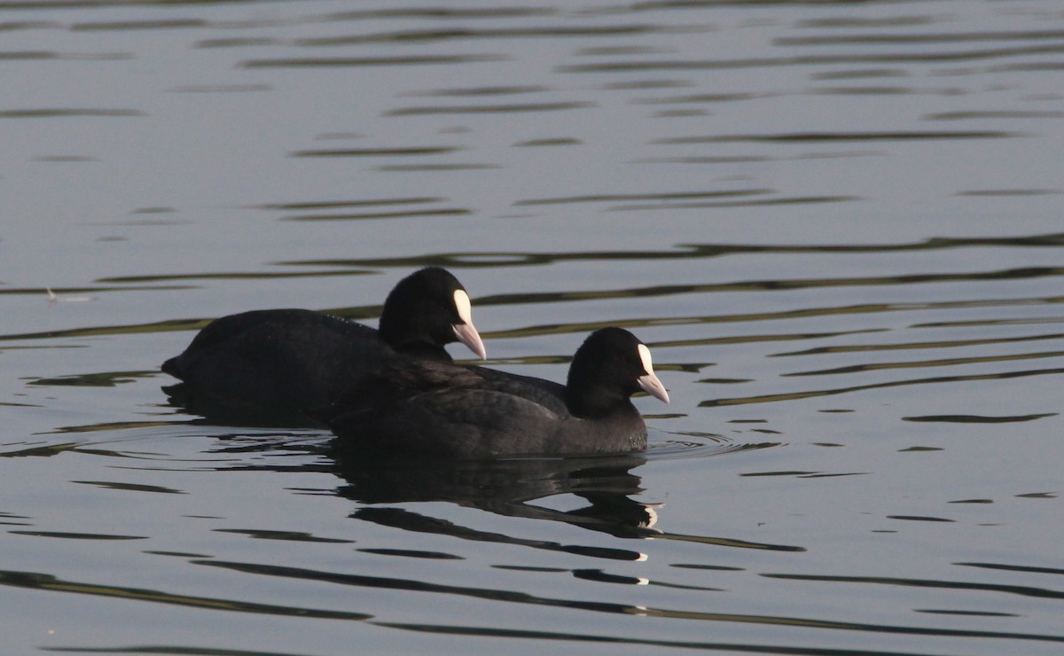 Eurasian Coot - ML613508177