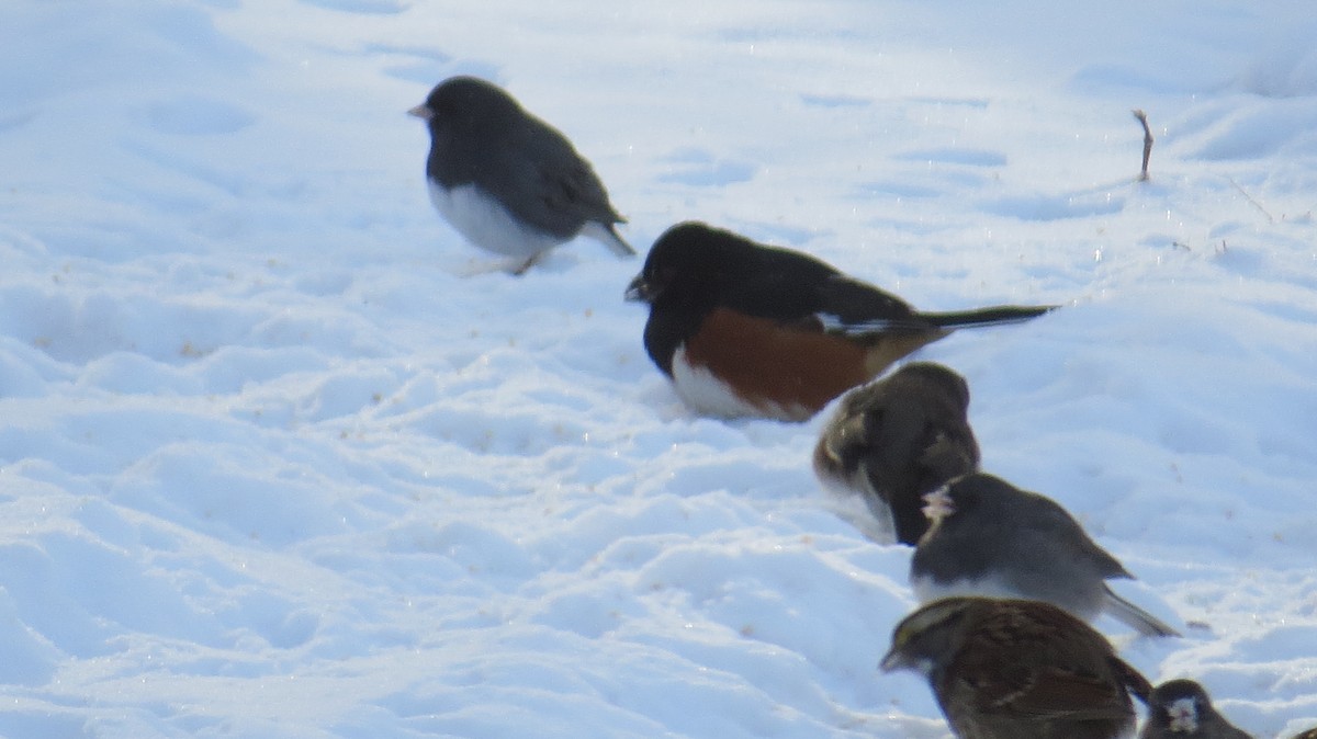 Eastern Towhee - ML613508180