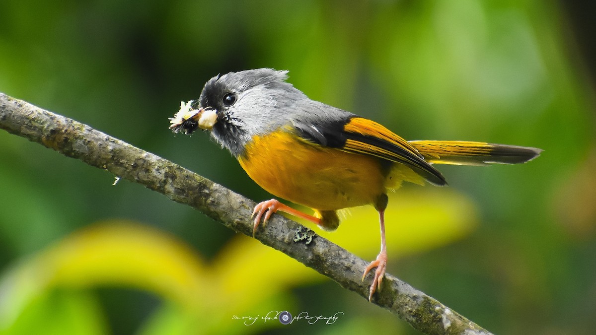 Golden-breasted Fulvetta - ML613508193