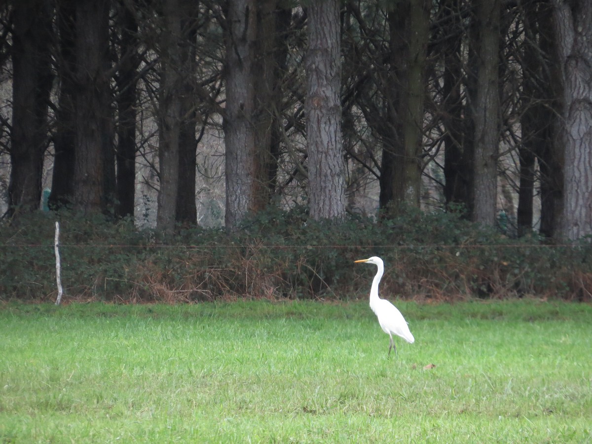 Great Egret - ML613508210