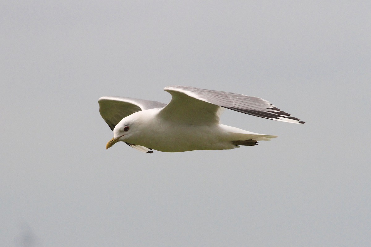 Common Gull - Rainer Seifert