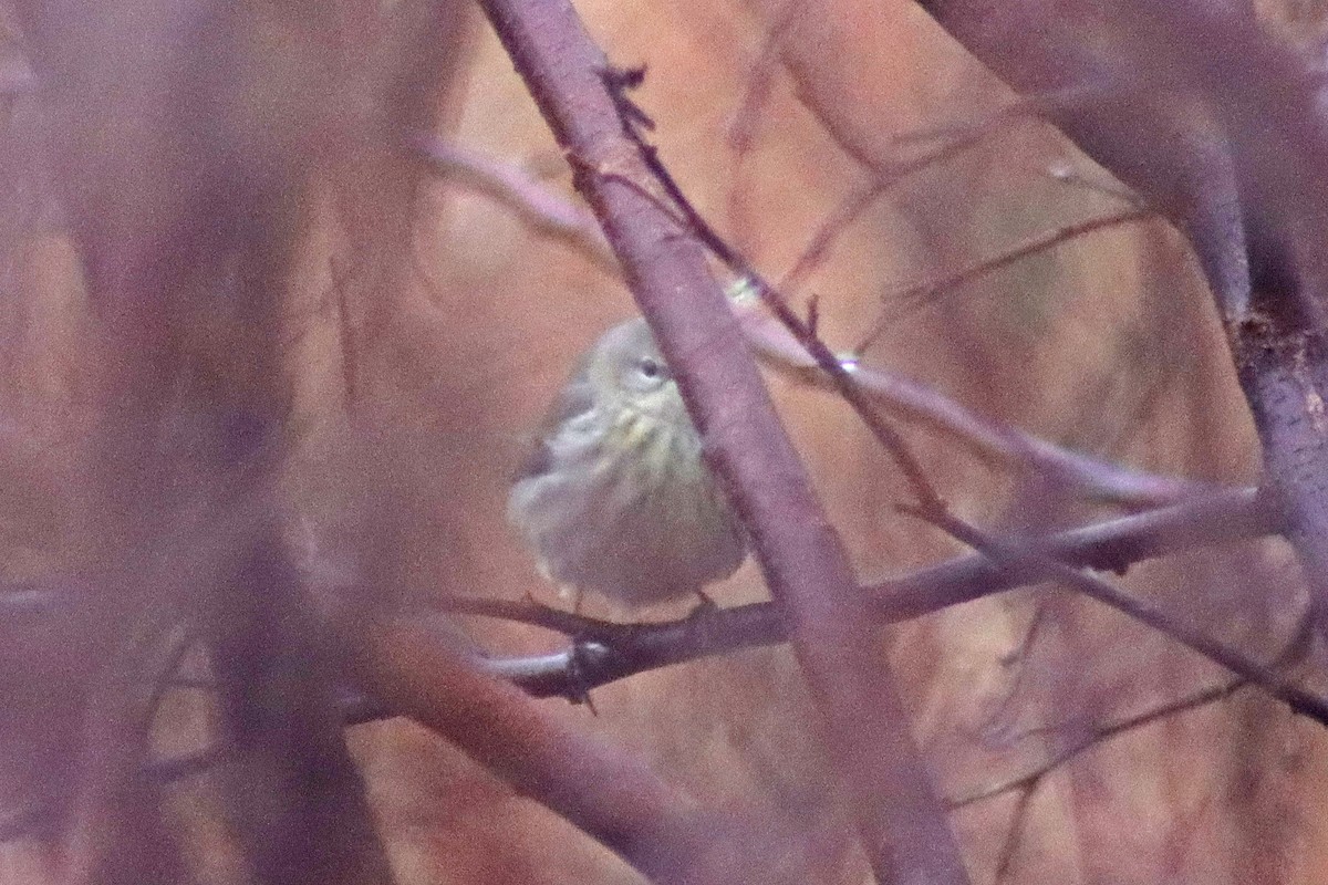 Cape May Warbler - Corey Finger