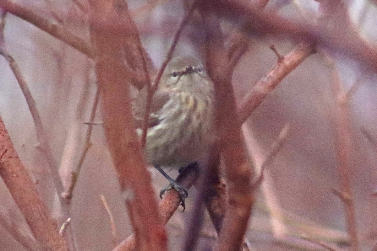 Paruline tigrée - ML613508252