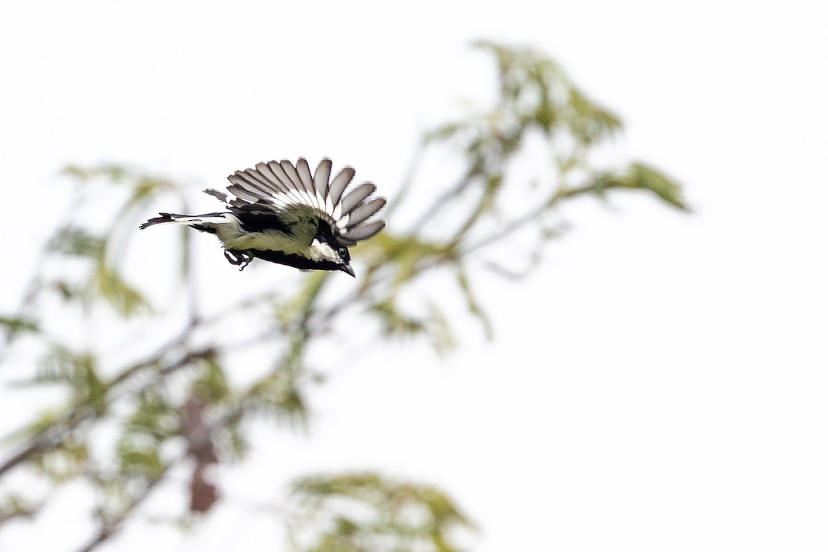 White-naped Tit - ML613508267