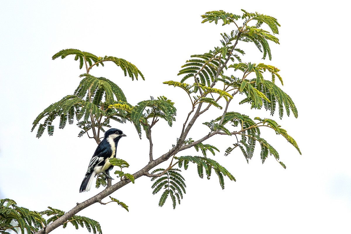 Mésange à ailes blanches - ML613508269