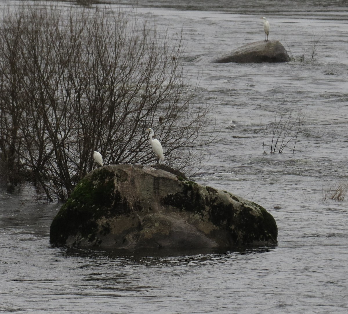 Great Egret - ML613508273