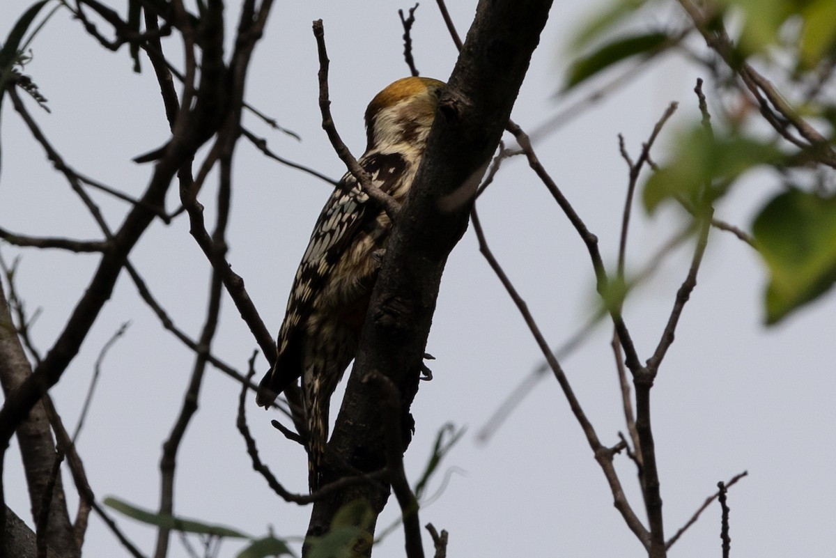 Yellow-crowned Woodpecker - ML613508325