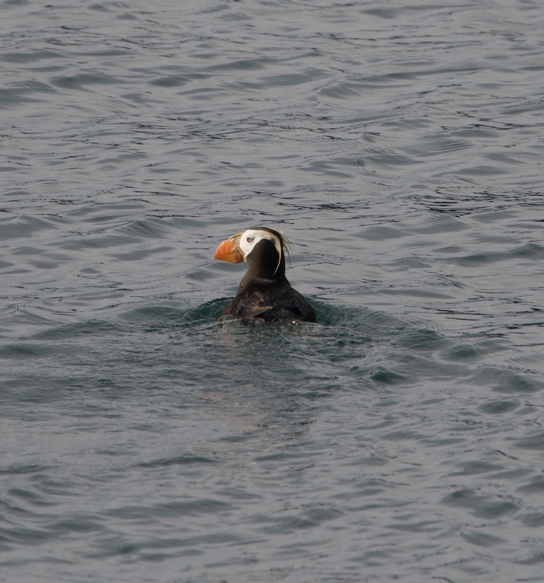 Tufted Puffin - ML613508336