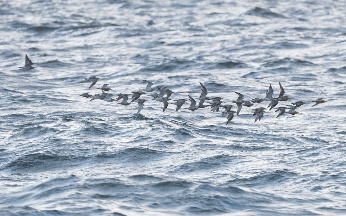 Bar-tailed Godwit - ML613508383