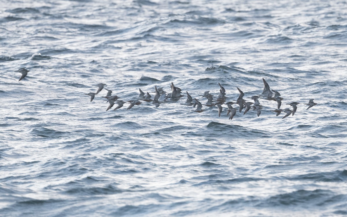 Bar-tailed Godwit - ML613508384