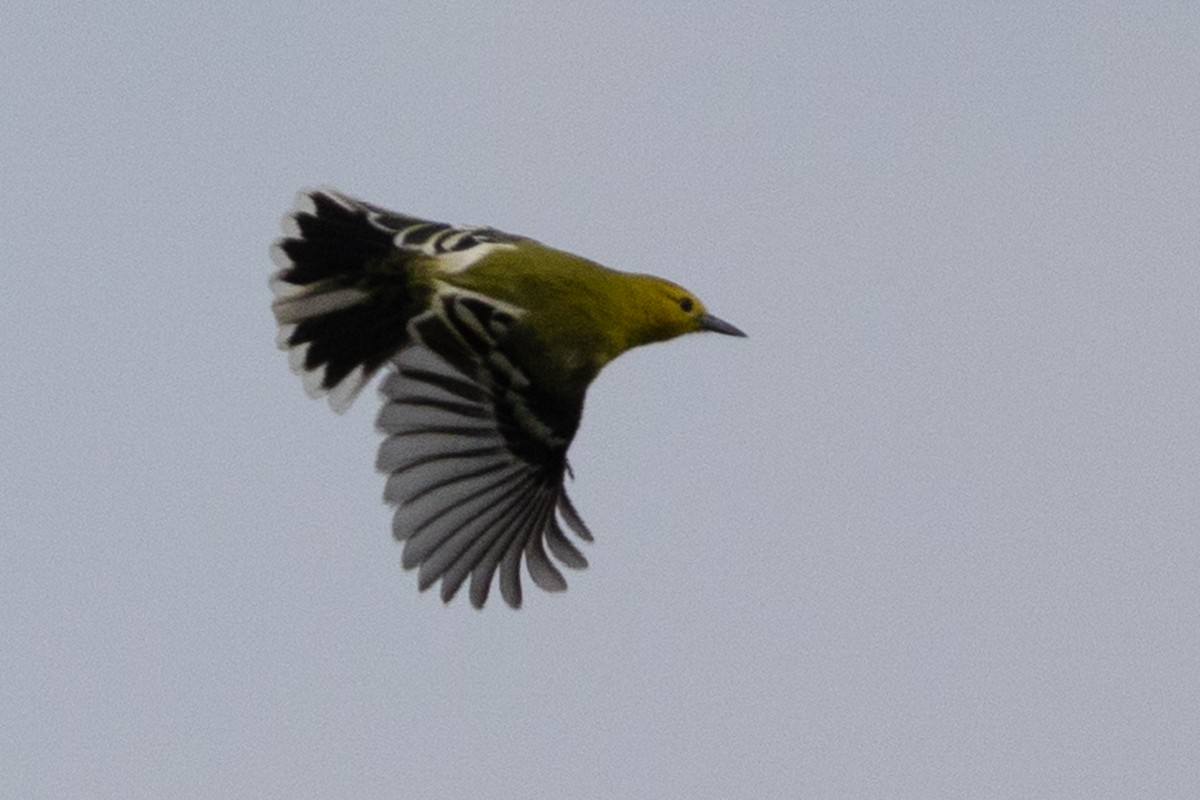 White-tailed Iora - ML613508386