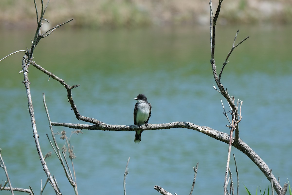 Eastern Kingbird - ML613508400