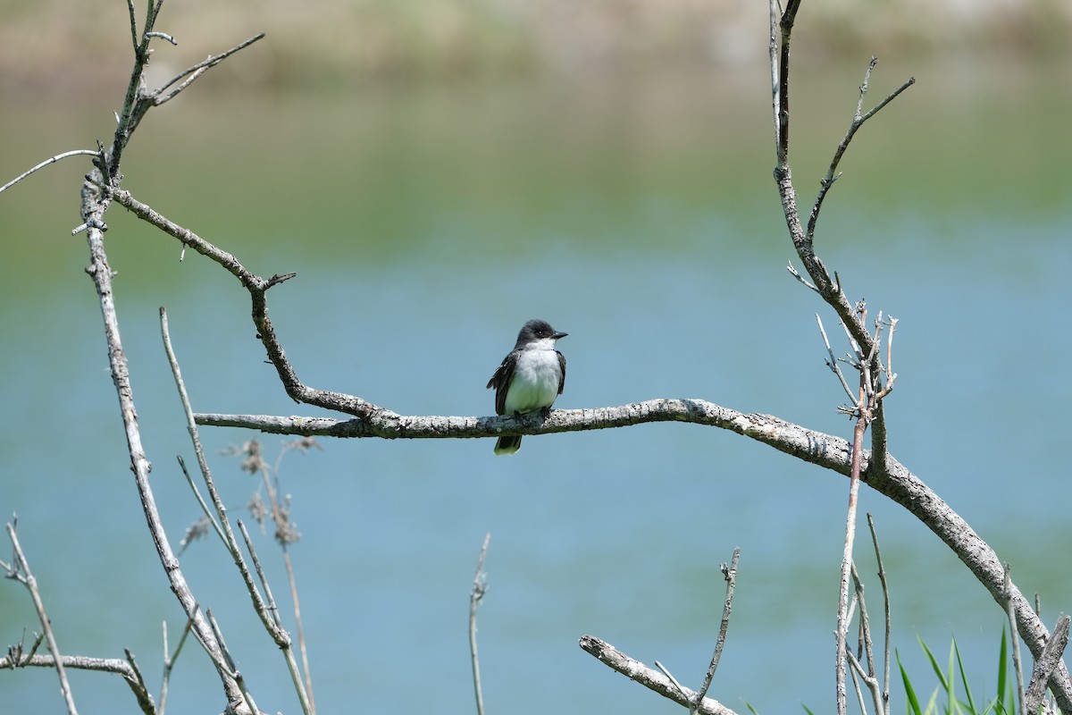 Eastern Kingbird - ML613508405