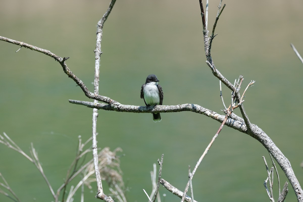 Schieferrücken-Königstyrann - ML613508417