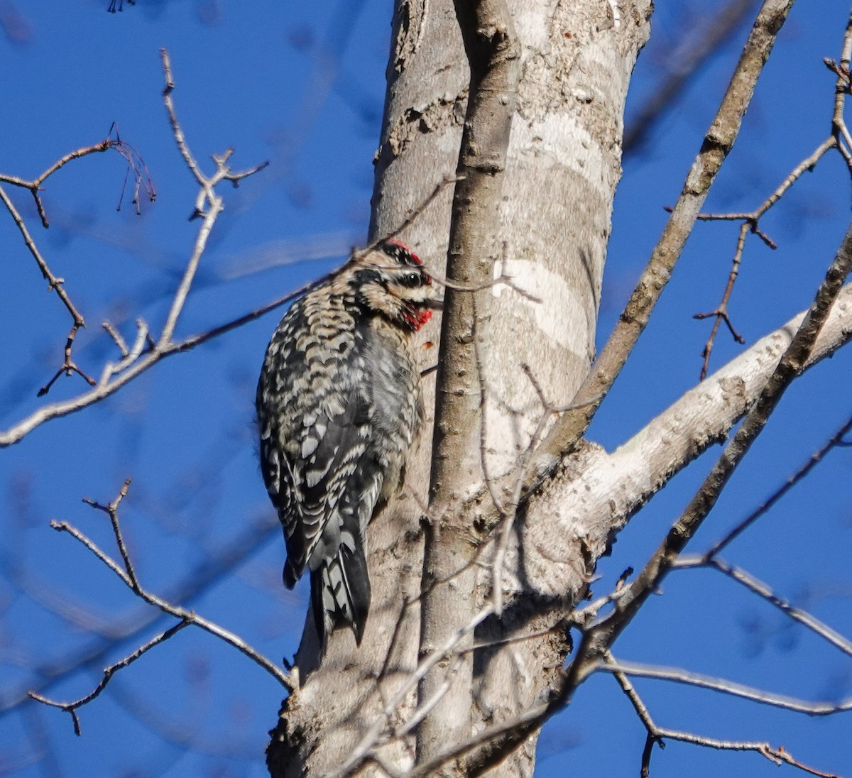 Yellow-bellied Sapsucker - ML613508478