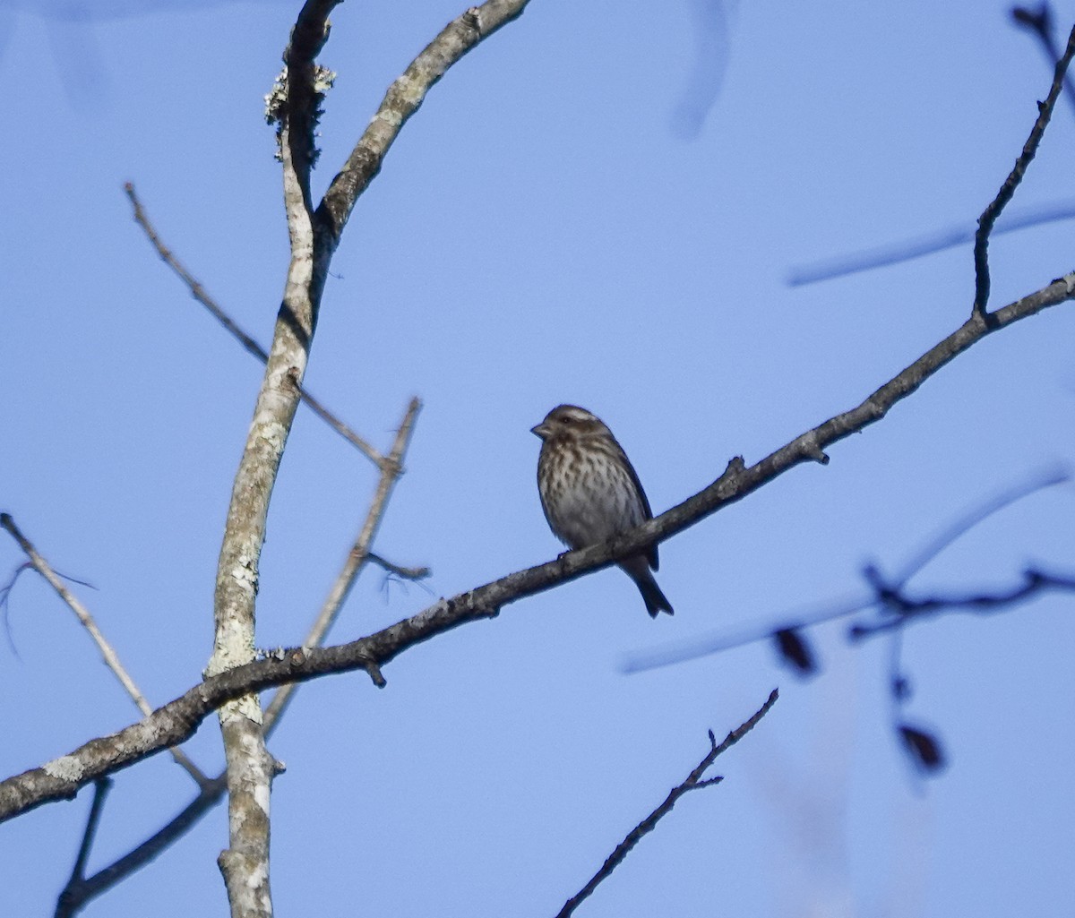 Purple Finch - ML613508489