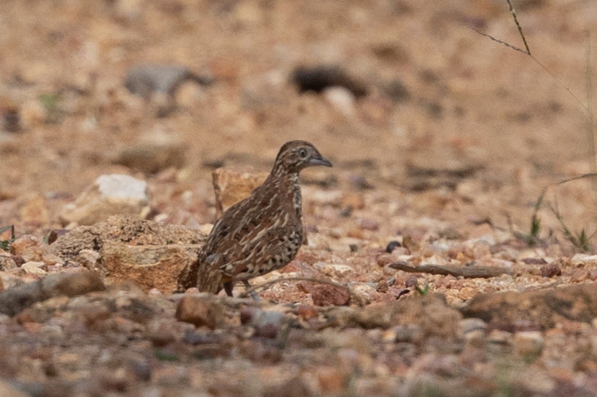 Barred Buttonquail - Honza Grünwald