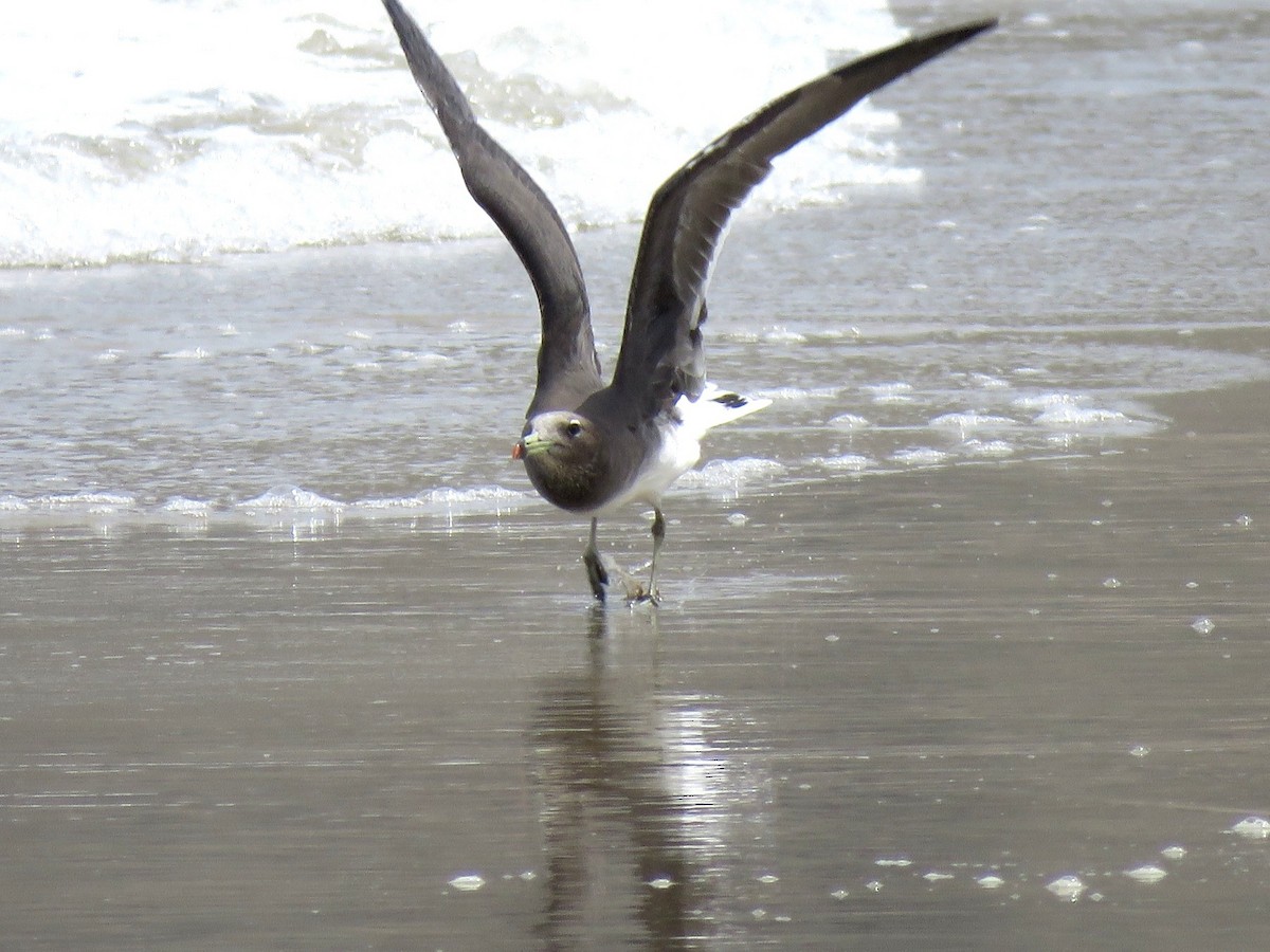 Sooty Gull - Jose Estrada