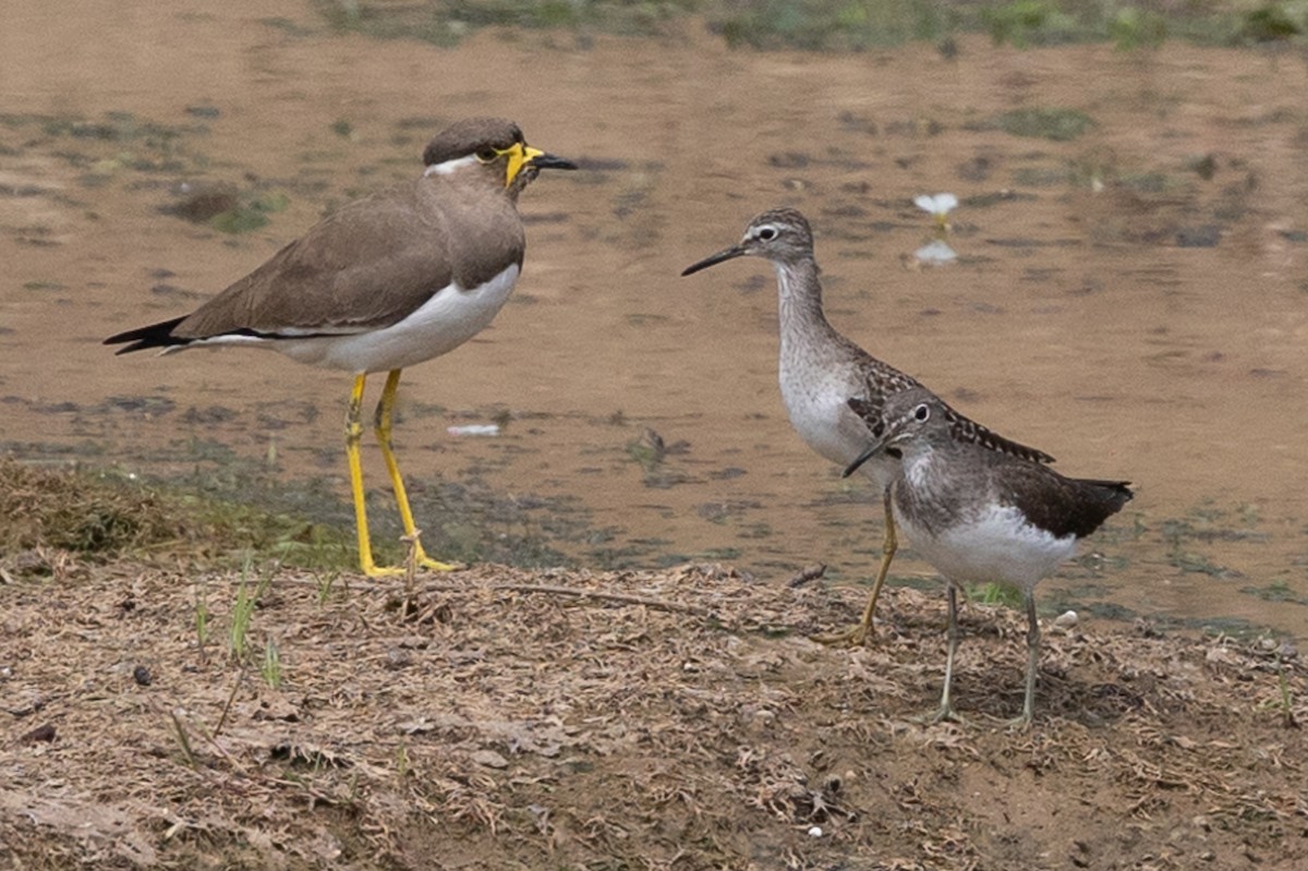 Bruchwasserläufer - ML613508529