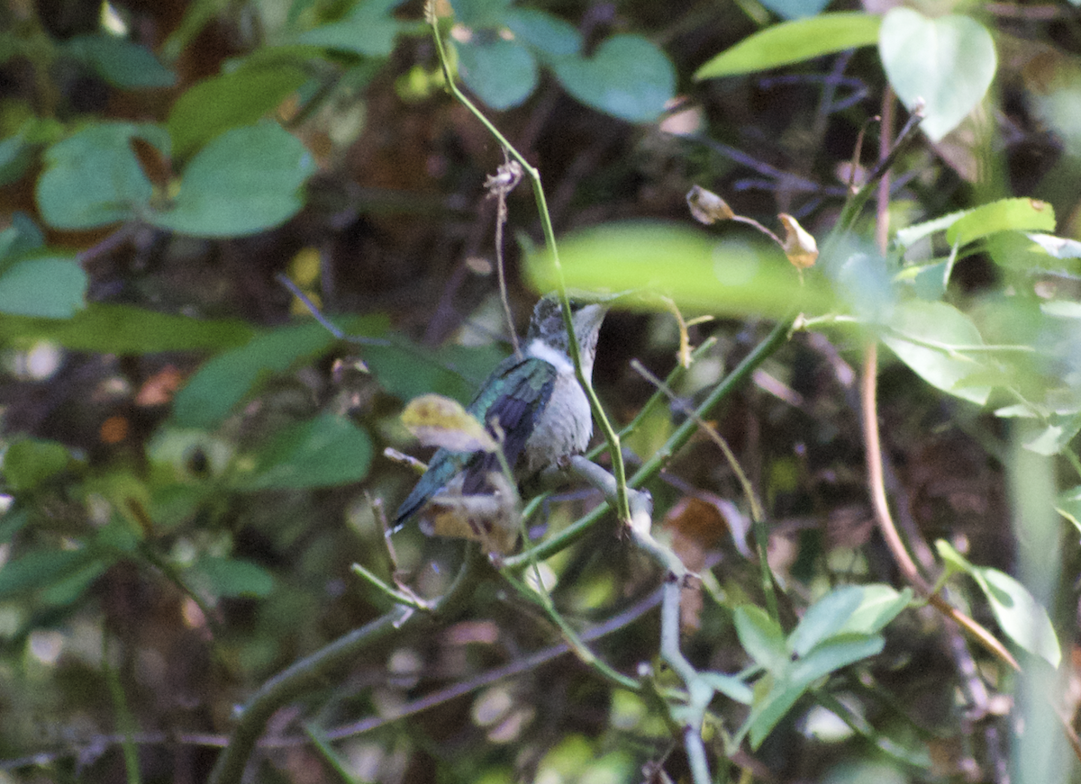 Ruby-throated Hummingbird - ML613508532