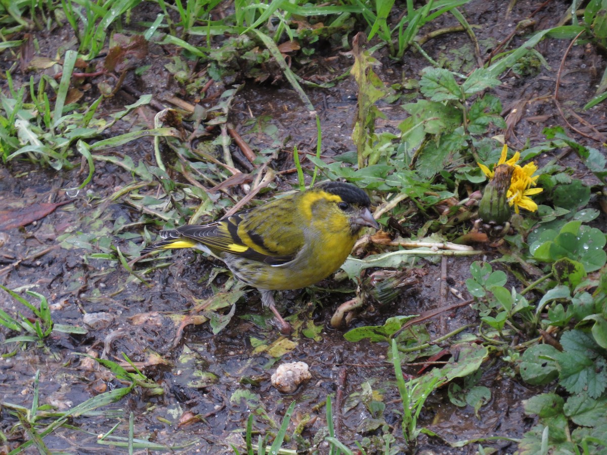 Eurasian Siskin - ML613508579