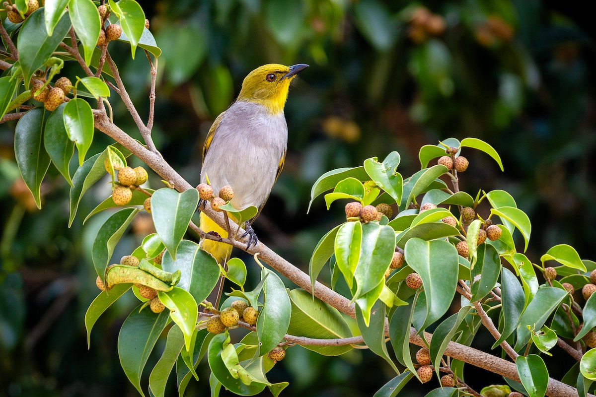 Yellow-throated Bulbul - ML613508590