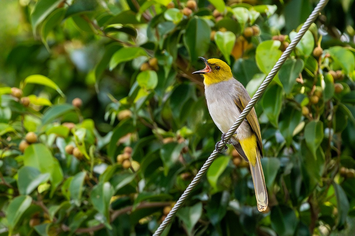 Yellow-throated Bulbul - ML613508591